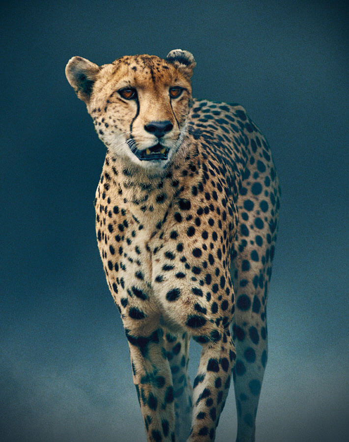 Dynastie II Gepard
