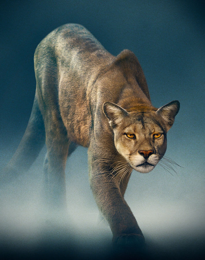 Dynastie II Puma